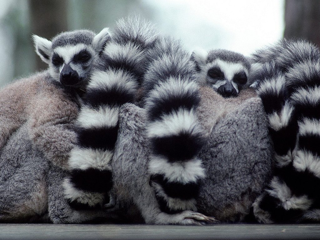 A Lump of Lemurs